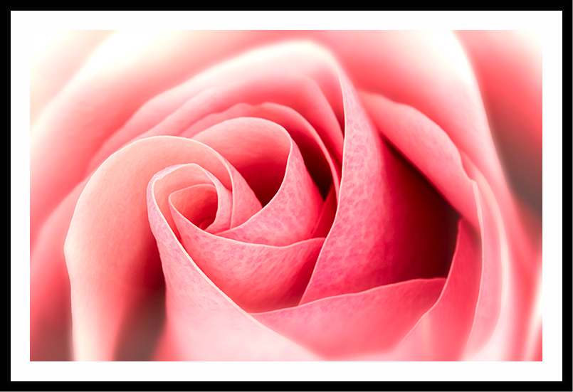 Close up of a pink rose.